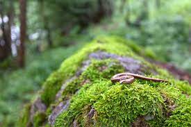 workshop natuurfotografie